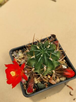 Lobivia maximiliana v sicuaniensis