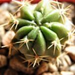 Lobivia_maximiliana-v-signariensis_5176 Lobivia maximiliana v sicuaniensis