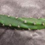 P4160196_5695-300x225 Eriocereus jusbertii