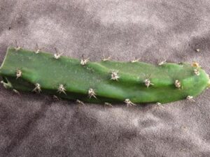 P4160196_5695-300x225 Eriocereus jusbertii