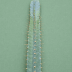 Cereus peruvianus