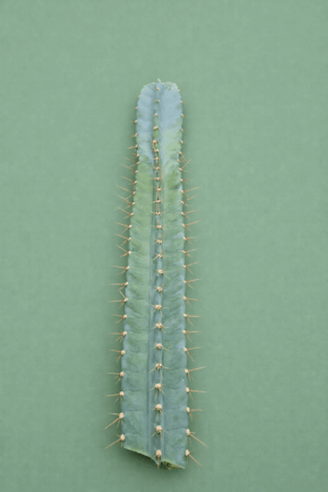 file_0000000051087246b1ab68435e27576d Cereus peruvianus