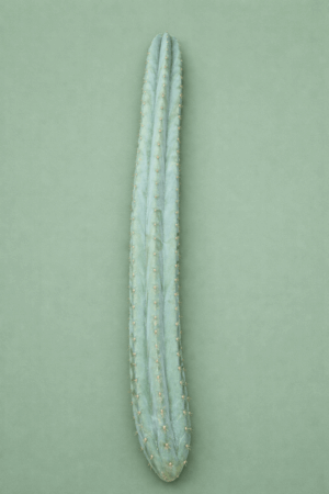 file_000000009bd4720a826e2f6d83b3167e Trichocereus macrogonus