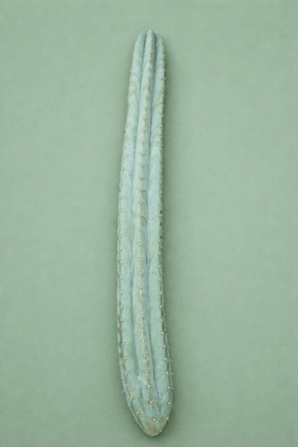 Trichocereus macrogonus