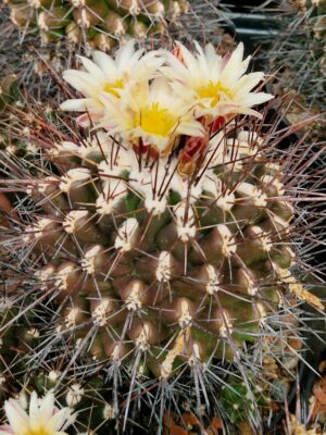 semena Thelocactus flavus
