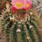 20250517_151854 semena Notocactus roseoluteus