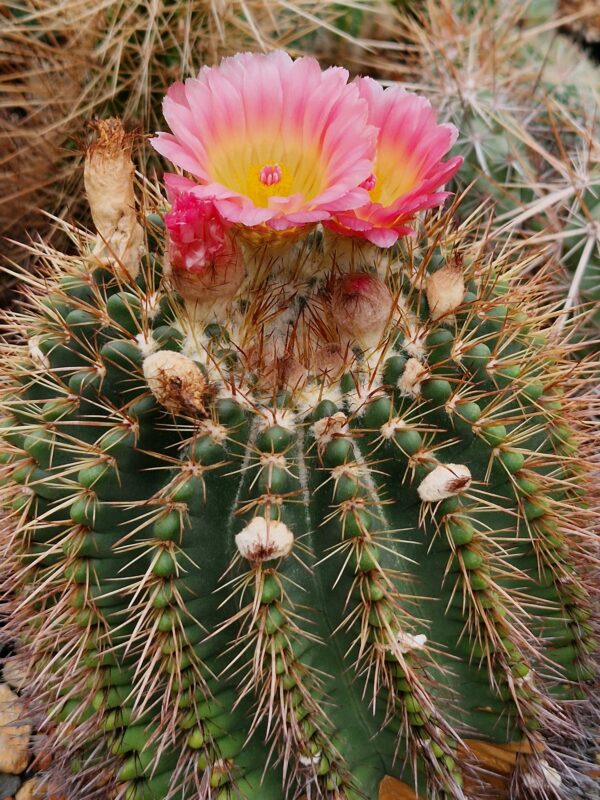 semena Notocactus roseoluteus