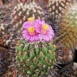 semena Thelocactus conothelos