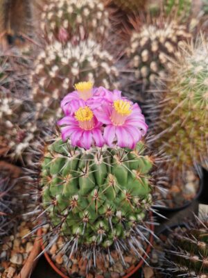 semena Thelocactus conothelos