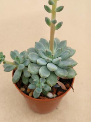 20260404_140739 Echeveria sp