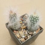 20260404_140832 Cremnocereus albispinus