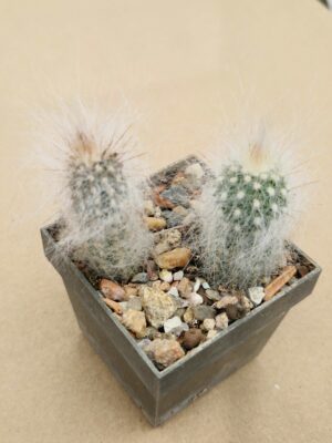 20260404_140832 Cremnocereus albispinus