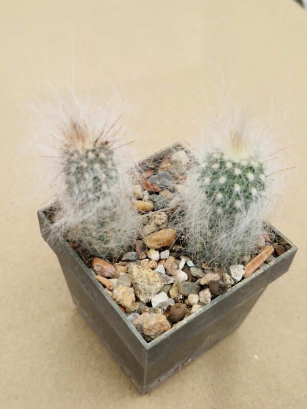 Cremnocereus albispinus