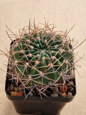 20260405_100145 Lobivia sp