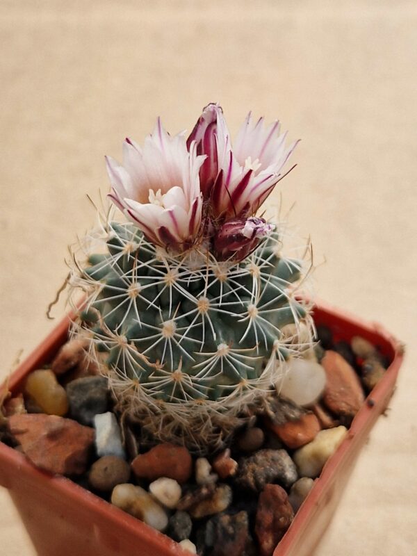 Turbinicarpus sp