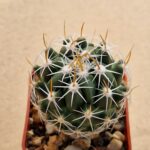 20260405_100230 Thelocactus sp