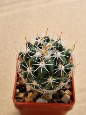 20260405_100230 Thelocactus sp