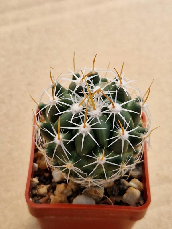 Thelocactus sp