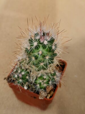 20260405_100712 Escobaria sp