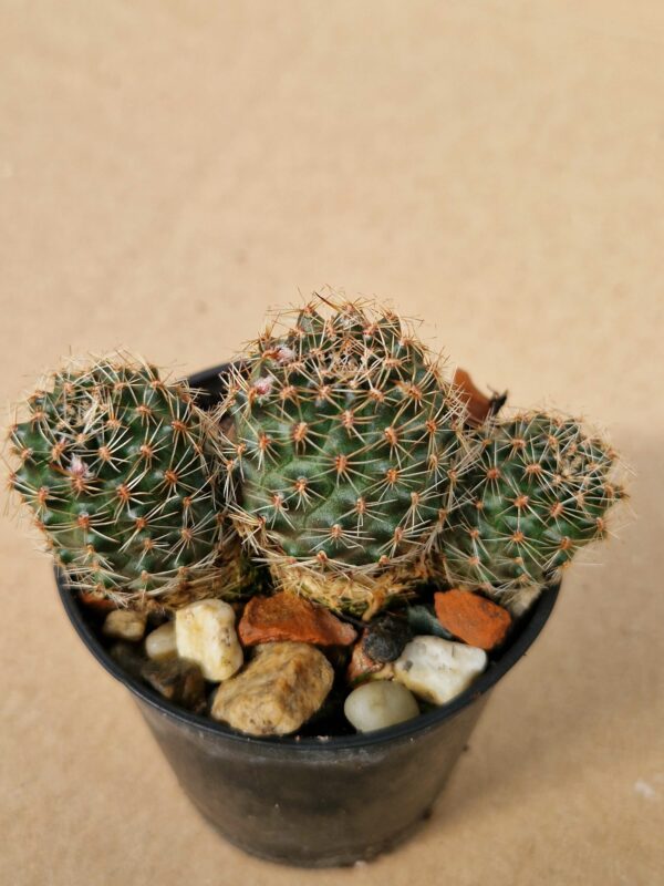 Mediolobivia bruneoradicata