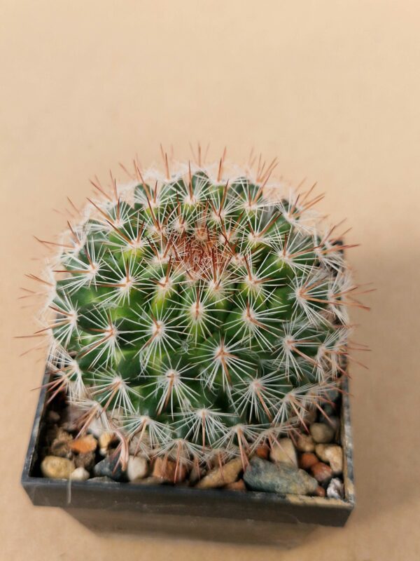 Mammillaria sp