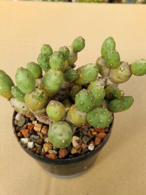 20260405_100832 Tephrocactus sp