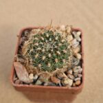 20260406_163207 Aylostera kupperiana