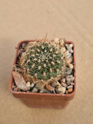 Aylostera kupperiana