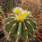 semena Ferocactus victoriensis