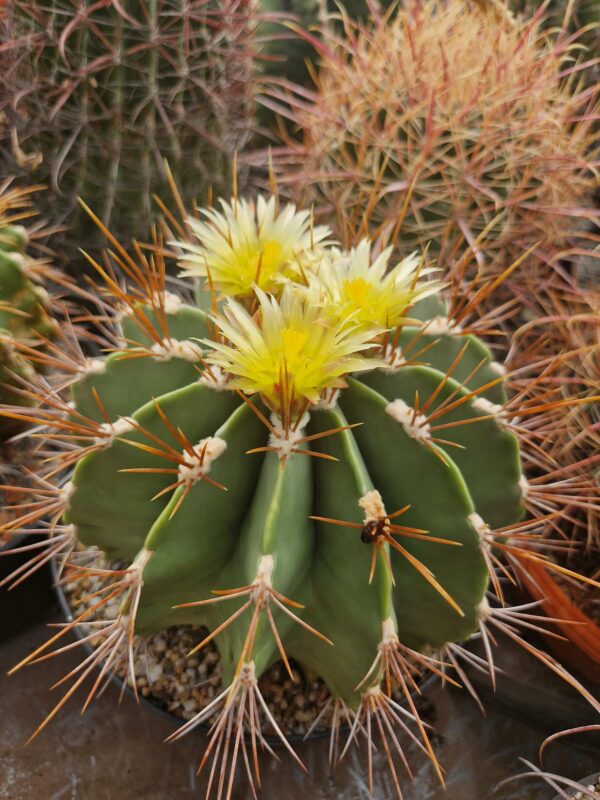 semena Ferocactus victoriensis