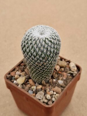 20260412_103703 Epithelantha unguispina