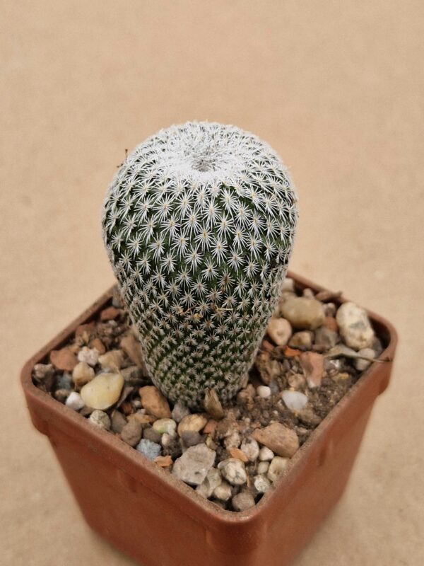 Epithelantha unguispina