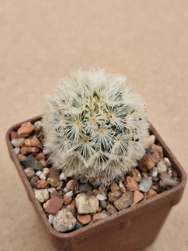 Mammillaria carmenae