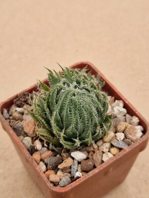 20260412_103724 Haworthia gracilis v tenura