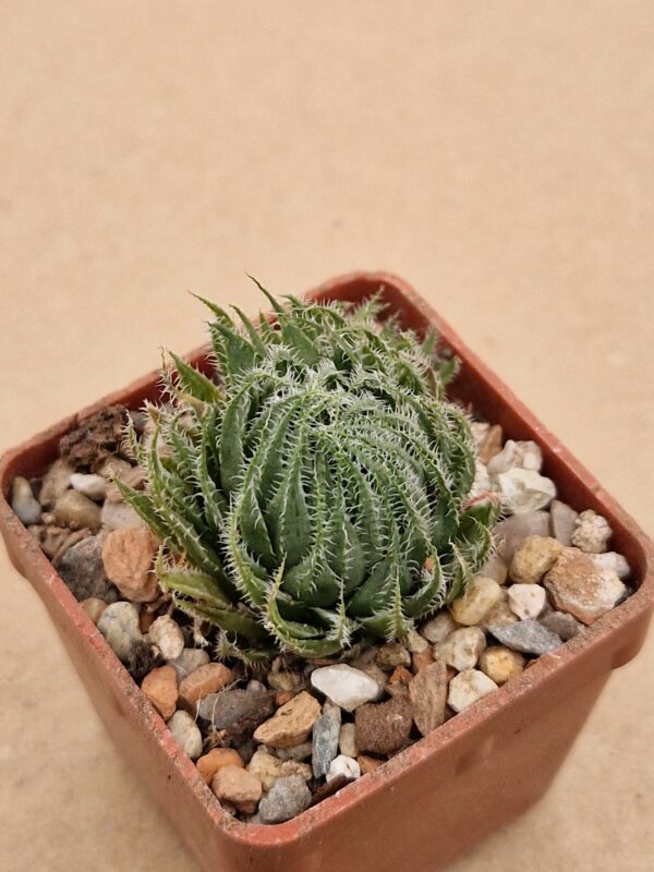 Haworthia gracilis v tenura