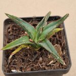 Agave victoria-reginae