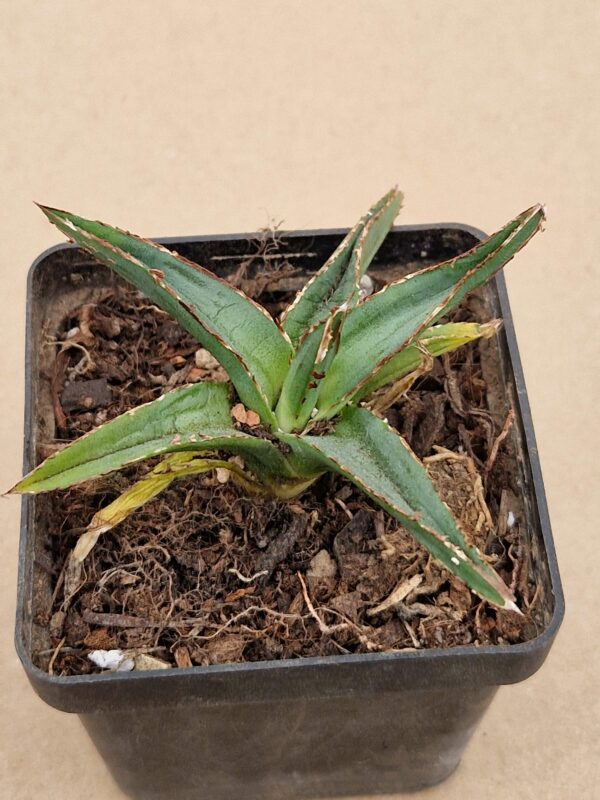 Agave victoria-reginae