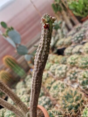 Echidnopsis cereiformis