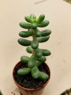 Sedum hernandezii