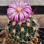 Echinofossulocactus sp