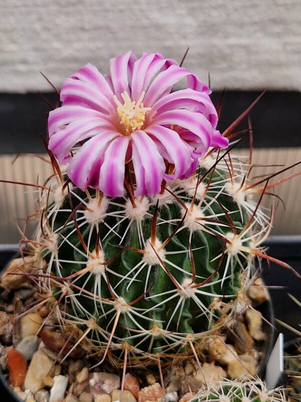 Echinofossulocactus sp