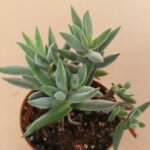 Crassula mesembryanthoides