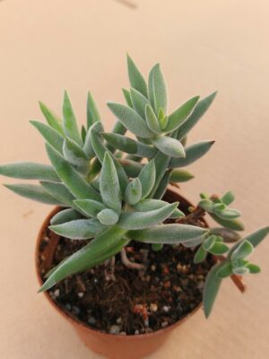 Crassula mesembryanthoides