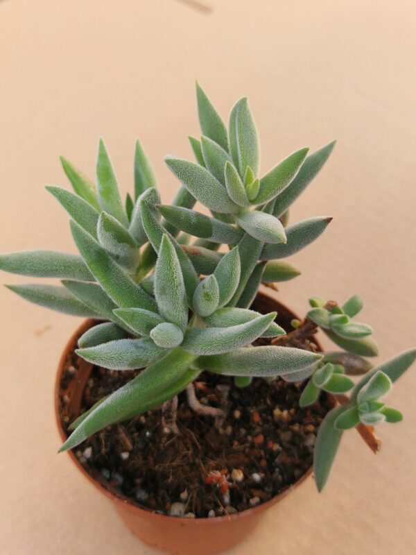 Crassula mesembryanthoides