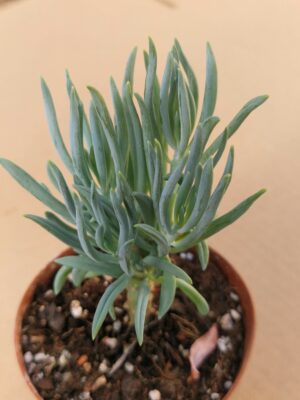 Senecio mandraliscae