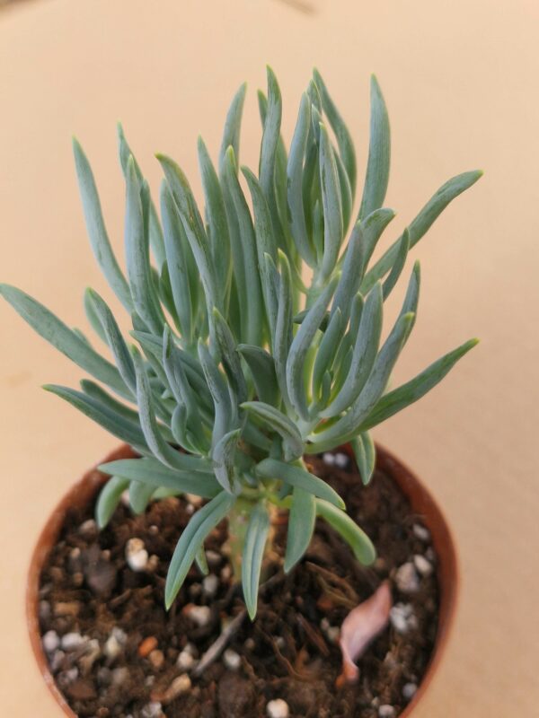 Senecio mandraliscae