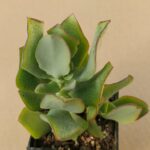Crassula arborescens