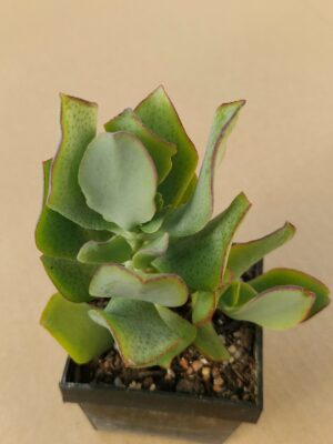Crassula arborescens
