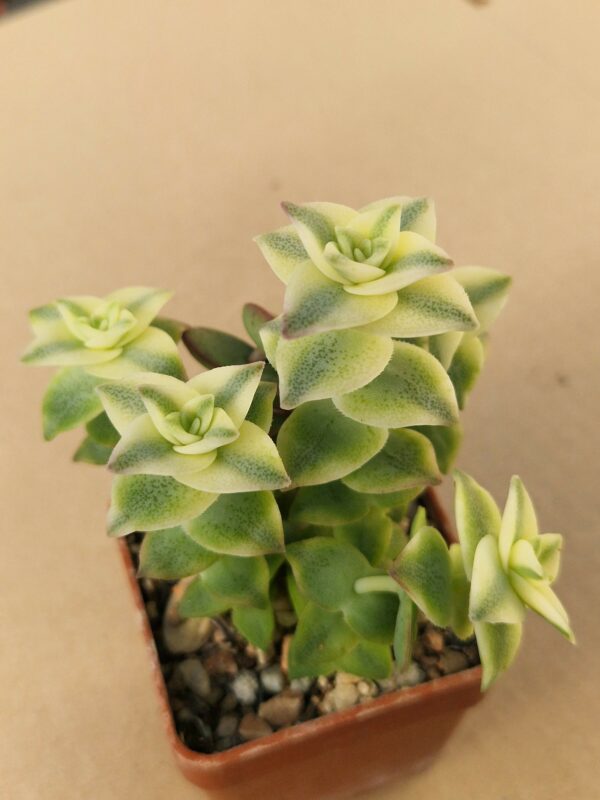 Crassula perforata f variegata