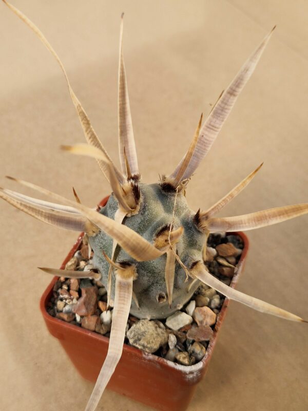 Tephrocactus papyracanthus